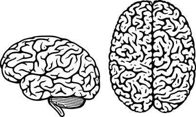 The human brain in two planes is isolated on the white.Vector EPS-10