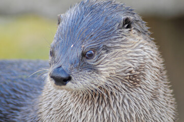 An Otter On The Rocks At The Local Zoo