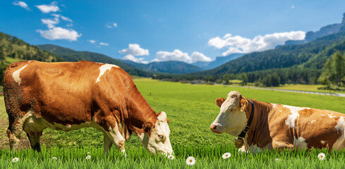 Two brown and white dairy cows on a mountain green pasture with daisy flowers, against a blue sky with clouds. European Alps.