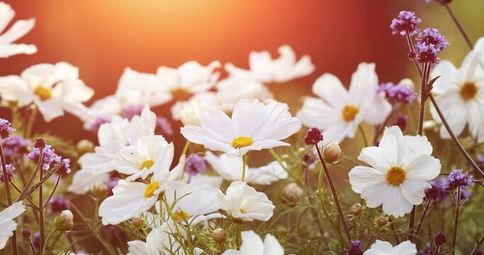 cosmos flower in the sun, flower meadow