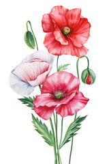 Poppies Flower isolated white background. Colorful bouquet of flower, Hand drawn watercolor wildflowers illustration