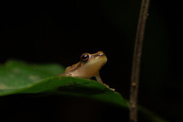 Obraz premium frog in the grass