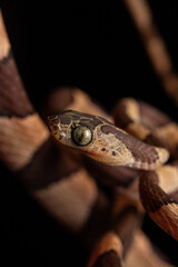 close up of a snake
