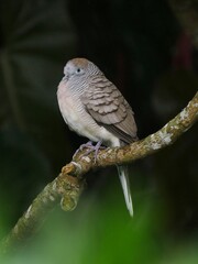 Cute dove gray bird sheltering from falling rain