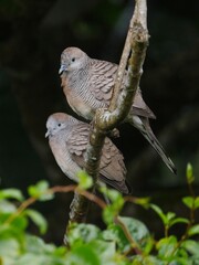 Couple of gray color doves perching on tree branch