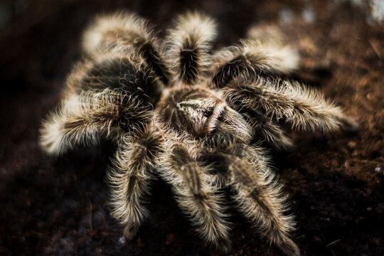 Hairy-legged tarantula spider Tliltocatl albopilosus, formerly Brachypelma albopilosum. Genus Brachypelma.