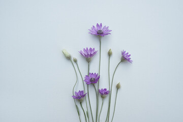 Xeranthemum annuum is a flowering plant species also known as annual everlasting or immortelle. Composition of purple flowers on white background. The concept of summer, spring, holiday. Top view.