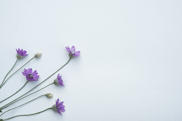 Purple flowers of Xerochrysum bracteatum, everlasting or strawflower on white background. The concept of summer, spring, holiday. Top view, flat lay, copy space for text. 