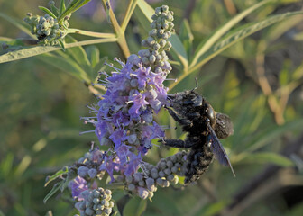 Violet Carpenter Bee (Xylocopa violacea), Greece