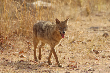 Naklejka na ściany i meble Indian wild dog in Pench National Park, India