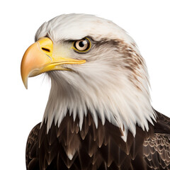 Obraz premium bald eagle isolated on transparent background cutout