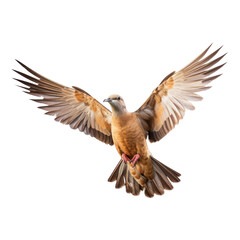 Obraz premium common buzzard in flight isolated on transparent background cutout