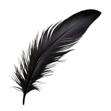 Fototapeta black feather isolated on transparent background cutout