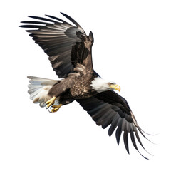 bald eagle isolated on transparent background cutout