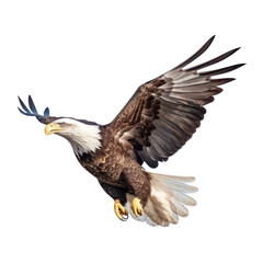 american bald eagle isolated on transparent background cutout