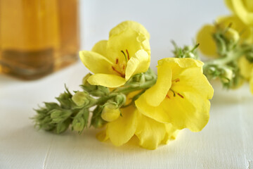Blooming mullein plant on white background
