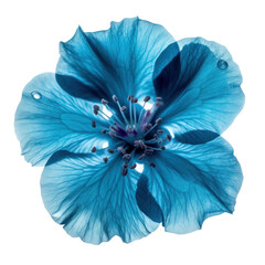 blue hibiscus flower isolated on transparent background cutout