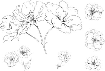 Collection of gentle blooming Cherry tree flowers. Hand drawn sketch of floral ink line art. Black-and-White sketch on a transparent background. Each element is vector and is group separately.