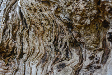 Texture of olive tree trunk and young shoots