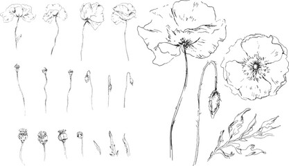 Collection of gentle Poppy. Field wildflowers, buds and leaves. Hand drawn sketch of floral ink line art. Black-and-White sketch on a transparent background. Vector separate element.