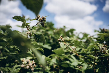 flowering raspberry bushes. beginning of summer garden crops