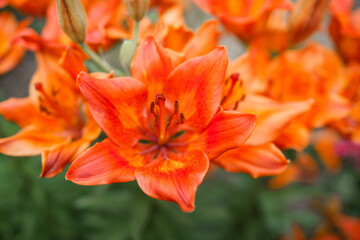 orange tiger lilies in the garden