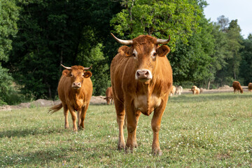 Cows from the farm