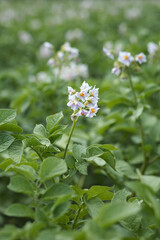 Photo of blooming potatoes in a field.