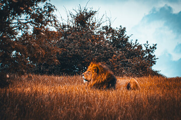 Plakat lion in the wild