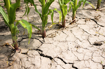 Dehydrated earth or farmland with corn plant