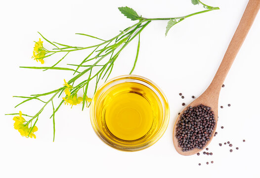 Mustard seeds with mustard plant and oil