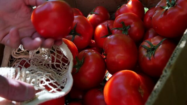 Close-up of a man's hand taking ripe koas tomatoes in a box and putting them in a reusable mesh bag in a vegetable market to buy fresh tomatoes. Using reusable bags instead of single-use plastic bags