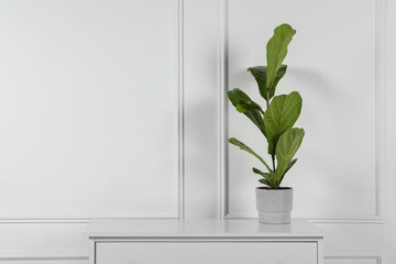Potted ficus on chest of drawers near white wall, space for text. Beautiful houseplant