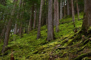 Many trees and moss on ground in forest, low angle view