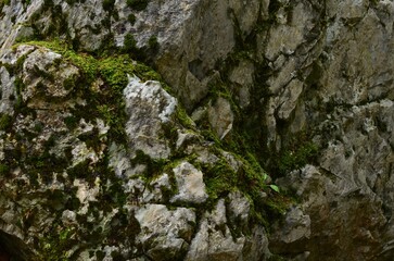 View of rock overgrown with green moss outdoors