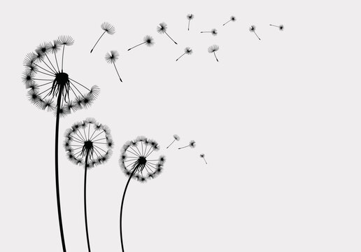 Vector illustration dandelion seed blowing in the wind. Dandelion on a grey background