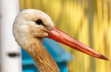 White stork (Ciconia ciconia) in the zoo - obrazy, fototapety, plakaty
