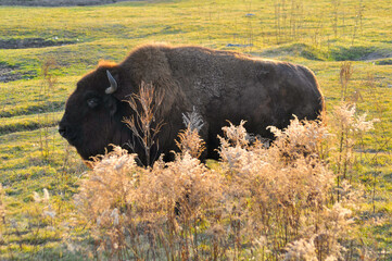 A Bison Or Buffalo At the Local Zoo © Barbara