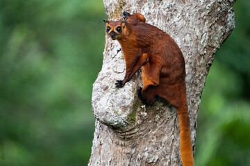Giant Red Flying Squirrel in Sepilok National Forest Malaysia