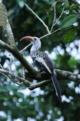 Red-billed hornbill © Ray
