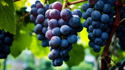 Ripe red wine grapes in vineyard ready to harvest, close up. Ripe grapes in vineyard at sunset,...