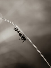 a moth tangle together in minimalist
