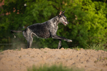 rennender Windhund auf Sand