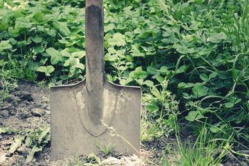 Vintage shovel stuck in the ground. Soil digging.
