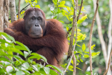 Orangutan in the jungles of Borneo Malaysia