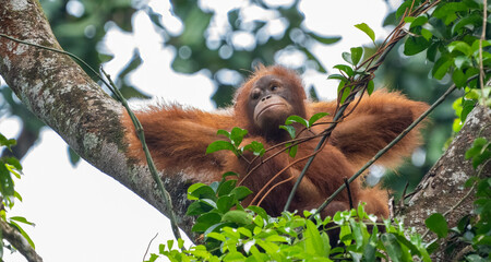 Orangutan in the jungles of Borneo Malaysia