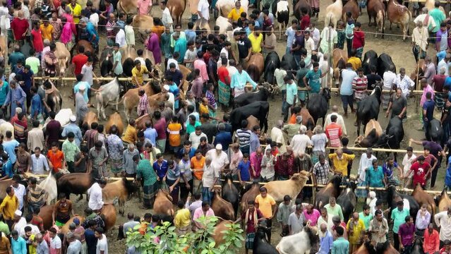 Cattle market, Livestock market, Thousands of cows are lined up to be sold at a bustling cattle market in Bangladesh. Over 50,000 of the animals are gathered together by farmers.