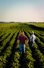 Rear view of two farmers standing in a field examining soy crop.