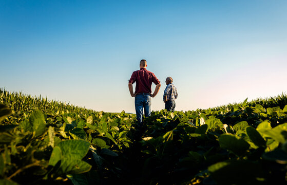 Rear view of two farmers standing in a field examining soy crop.