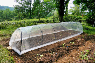 Home Made Cloche. Stage 4 of 4 - Home made cloche finished assembly now protecting brussel sprout...